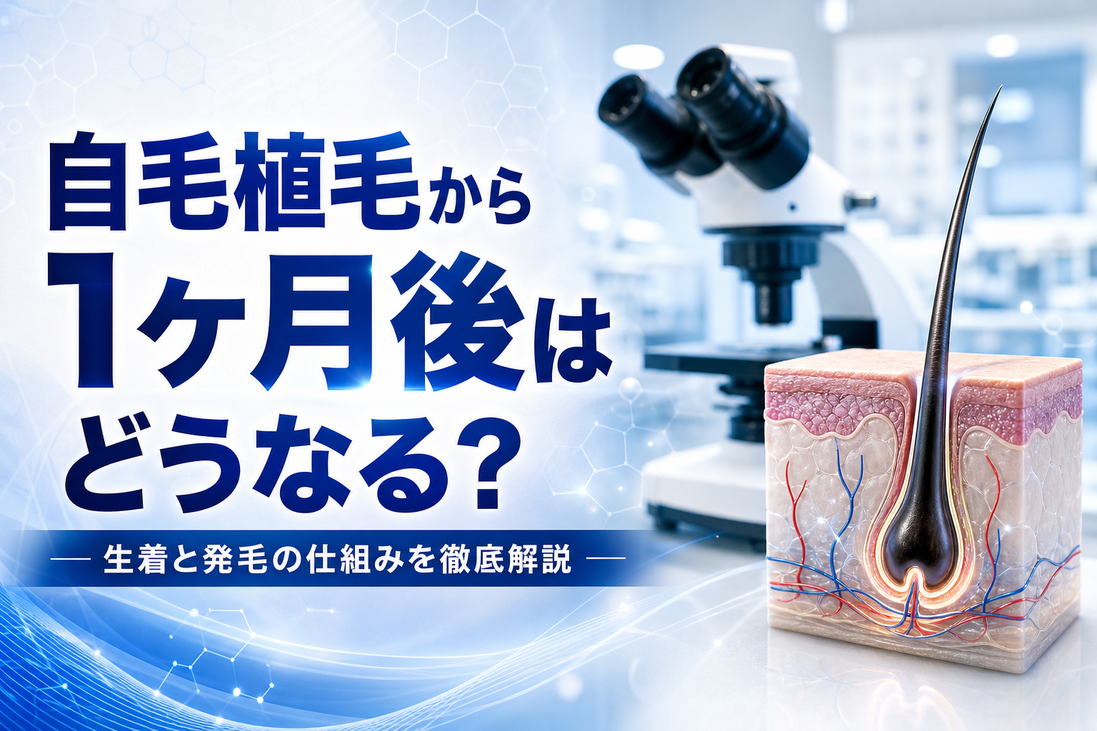 自毛植毛から1ヶ月後はどうなる？生着と発毛の仕組みを徹底解説